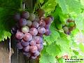 2003-0811Grapes